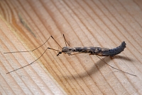 verpoppende langpootmug 3-2015 2038